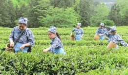 茶山新闻最新爆料,最新爆料引发热议